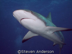 This image was taken while diving with Stuart Cove at Run... by Steven Anderson 